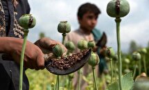 شالیزارهای برنج در تسخیر خشخاش!