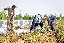 رانت دولتی مانع رسیدن یارانه دولتی به دست کشاورزان