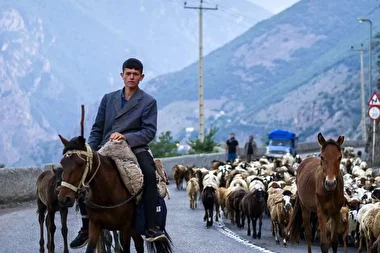 جاده چالوس در تسخیر گوسفندان