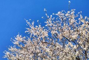 تهران خلوت و بهاری دیدنی تر از هر زمان دیگری است. خواه علت رفتن تهرانی ها به سفرهای نوروزی باشد یا رعایت پروتکل های بهداشتی برای مبتلا نشدن به بیماری کرونا در این روزهای بهاری هرجای تهران که فکرش را بکنی دیدنی است.