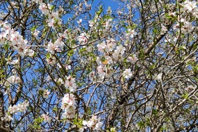 تهران خلوت و بهاری دیدنی تر از هر زمان دیگری است. خواه علت رفتن تهرانی ها به سفرهای نوروزی باشد یا رعایت پروتکل های بهداشتی برای مبتلا نشدن به بیماری کرونا در این روزهای بهاری هرجای تهران که فکرش را بکنی دیدنی است.