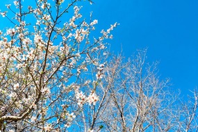 تهران خلوت و بهاری دیدنی تر از هر زمان دیگری است. خواه علت رفتن تهرانی ها به سفرهای نوروزی باشد یا رعایت پروتکل های بهداشتی برای مبتلا نشدن به بیماری کرونا در این روزهای بهاری هرجای تهران که فکرش را بکنی دیدنی است.