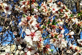 تهران خلوت و بهاری دیدنی تر از هر زمان دیگری است. خواه علت رفتن تهرانی ها به سفرهای نوروزی باشد یا رعایت پروتکل های بهداشتی برای مبتلا نشدن به بیماری کرونا در این روزهای بهاری هرجای تهران که فکرش را بکنی دیدنی است.