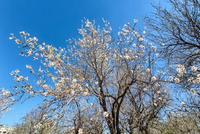 تهران خلوت و بهاری دیدنی تر از هر زمان دیگری است. خواه علت رفتن تهرانی ها به سفرهای نوروزی باشد یا رعایت پروتکل های بهداشتی برای مبتلا نشدن به بیماری کرونا در این روزهای بهاری هرجای تهران که فکرش را بکنی دیدنی است.