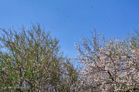 تهران خلوت و بهاری دیدنی تر از هر زمان دیگری است. خواه علت رفتن تهرانی ها به سفرهای نوروزی باشد یا رعایت پروتکل های بهداشتی برای مبتلا نشدن به بیماری کرونا در این روزهای بهاری هرجای تهران که فکرش را بکنی دیدنی است.