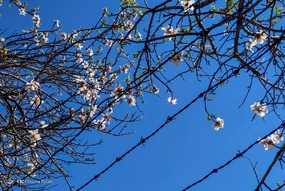 تهران خلوت و بهاری دیدنی تر از هر زمان دیگری است. خواه علت رفتن تهرانی ها به سفرهای نوروزی باشد یا رعایت پروتکل های بهداشتی برای مبتلا نشدن به بیماری کرونا در این روزهای بهاری هرجای تهران که فکرش را بکنی دیدنی است.