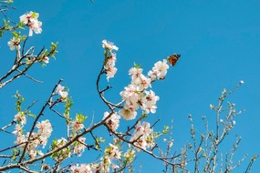 تهران خلوت و بهاری دیدنی تر از هر زمان دیگری است. خواه علت رفتن تهرانی ها به سفرهای نوروزی باشد یا رعایت پروتکل های بهداشتی برای مبتلا نشدن به بیماری کرونا در این روزهای بهاری هرجای تهران که فکرش را بکنی دیدنی است.