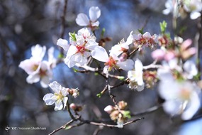 تهران خلوت و بهاری دیدنی تر از هر زمان دیگری است. خواه علت رفتن تهرانی ها به سفرهای نوروزی باشد یا رعایت پروتکل های بهداشتی برای مبتلا نشدن به بیماری کرونا در این روزهای بهاری هرجای تهران که فکرش را بکنی دیدنی است.