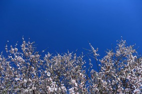 تهران خلوت و بهاری دیدنی تر از هر زمان دیگری است. خواه علت رفتن تهرانی ها به سفرهای نوروزی باشد یا رعایت پروتکل های بهداشتی برای مبتلا نشدن به بیماری کرونا در این روزهای بهاری هرجای تهران که فکرش را بکنی دیدنی است.