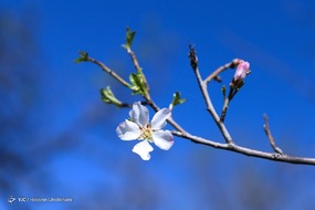 تهران خلوت و بهاری دیدنی تر از هر زمان دیگری است. خواه علت رفتن تهرانی ها به سفرهای نوروزی باشد یا رعایت پروتکل های بهداشتی برای مبتلا نشدن به بیماری کرونا در این روزهای بهاری هرجای تهران که فکرش را بکنی دیدنی است.