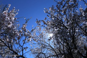 تهران خلوت و بهاری دیدنی تر از هر زمان دیگری است. خواه علت رفتن تهرانی ها به سفرهای نوروزی باشد یا رعایت پروتکل های بهداشتی برای مبتلا نشدن به بیماری کرونا در این روزهای بهاری هرجای تهران که فکرش را بکنی دیدنی است.