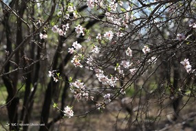 تهران خلوت و بهاری دیدنی تر از هر زمان دیگری است. خواه علت رفتن تهرانی ها به سفرهای نوروزی باشد یا رعایت پروتکل های بهداشتی برای مبتلا نشدن به بیماری کرونا در این روزهای بهاری هرجای تهران که فکرش را بکنی دیدنی است.