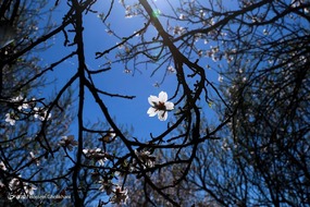 تهران خلوت و بهاری دیدنی تر از هر زمان دیگری است. خواه علت رفتن تهرانی ها به سفرهای نوروزی باشد یا رعایت پروتکل های بهداشتی برای مبتلا نشدن به بیماری کرونا در این روزهای بهاری هرجای تهران که فکرش را بکنی دیدنی است.