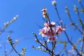 تهران خلوت و بهاری دیدنی تر از هر زمان دیگری است. خواه علت رفتن تهرانی ها به سفرهای نوروزی باشد یا رعایت پروتکل های بهداشتی برای مبتلا نشدن به بیماری کرونا در این روزهای بهاری هرجای تهران که فکرش را بکنی دیدنی است.