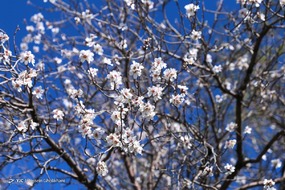 تهران خلوت و بهاری دیدنی تر از هر زمان دیگری است. خواه علت رفتن تهرانی ها به سفرهای نوروزی باشد یا رعایت پروتکل های بهداشتی برای مبتلا نشدن به بیماری کرونا در این روزهای بهاری هرجای تهران که فکرش را بکنی دیدنی است.