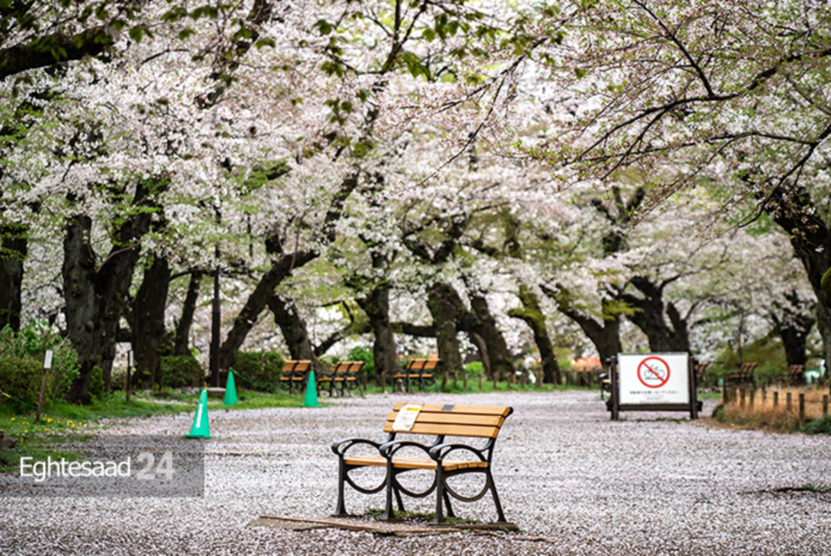 شکوفه‌های گیلاس ژاپن