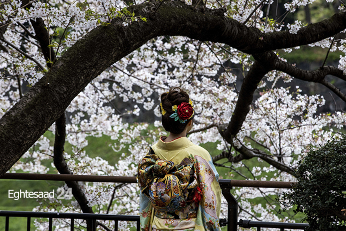 شکوفه‌های گیلاس ژاپن