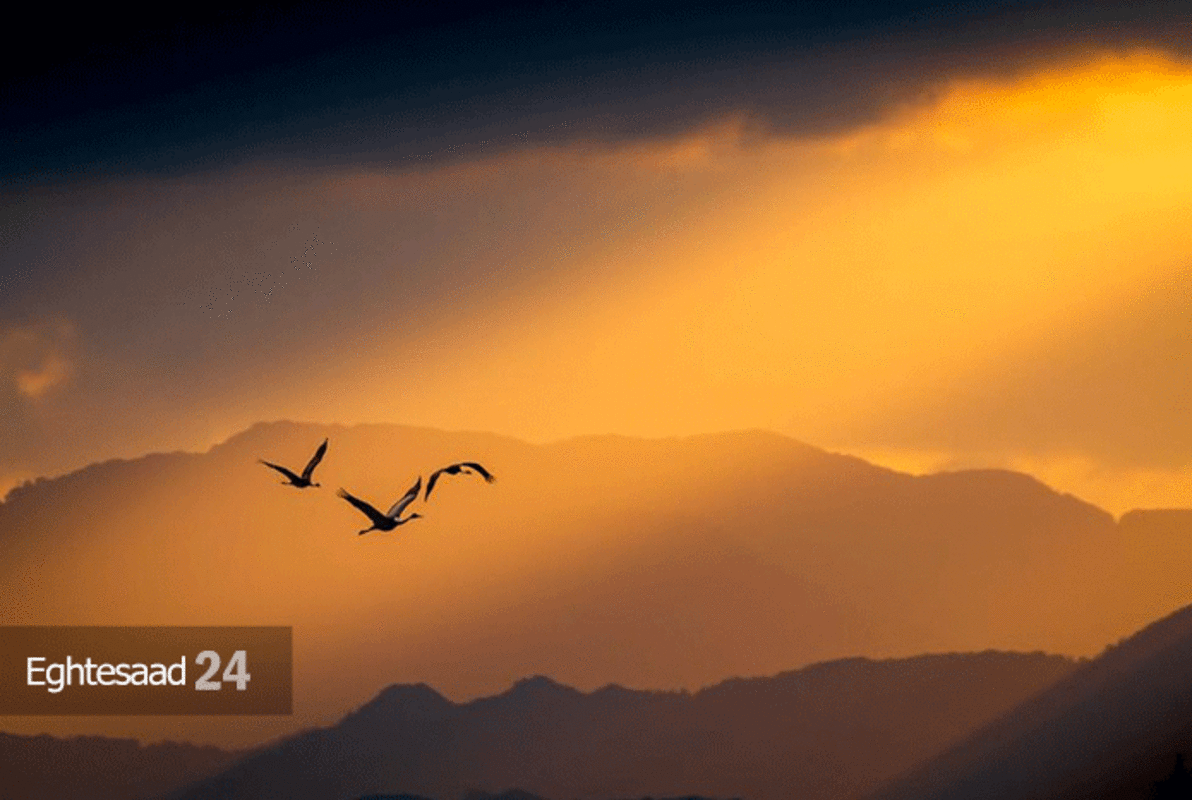  مسابقه عکاسی از پرندگان سال ۲۰۲۱