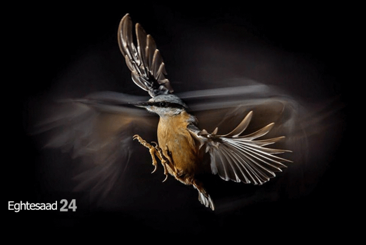  مسابقه عکاسی از پرندگان سال ۲۰۲۱