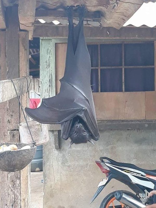خفاش 
