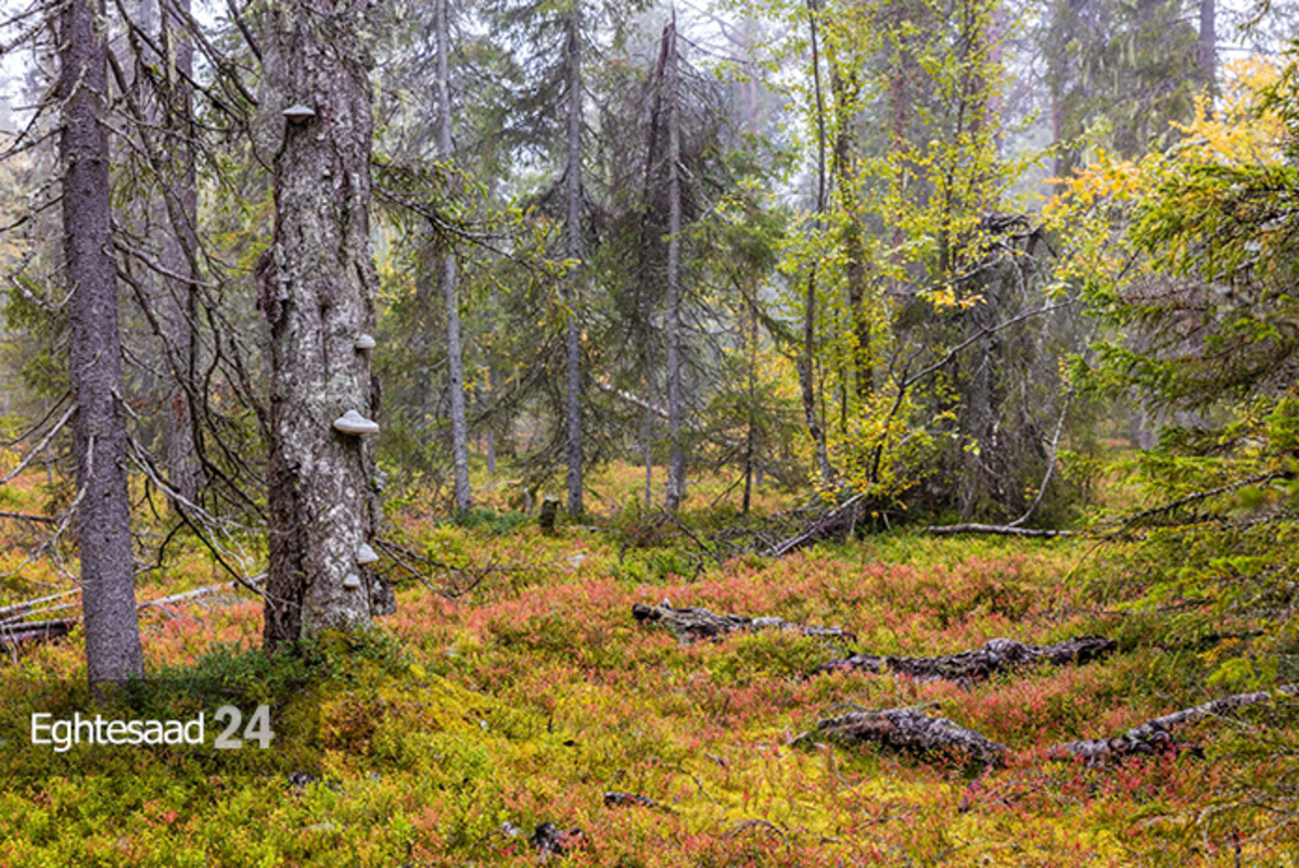 صنعت جنگل داری سوئد