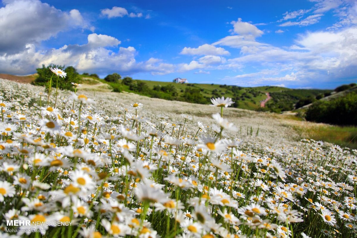 گلستانی در میان ابر و جنگل