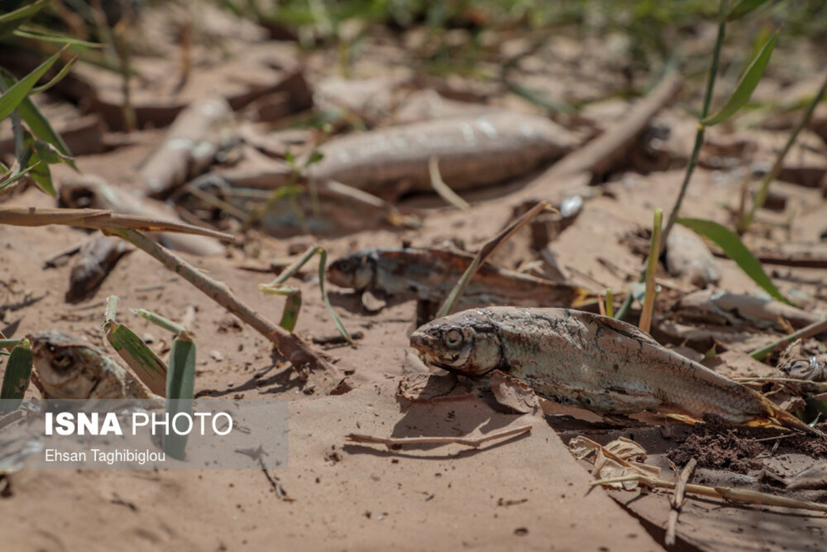 مرگ ماهی‌ها در رودخانه قزل اوزن