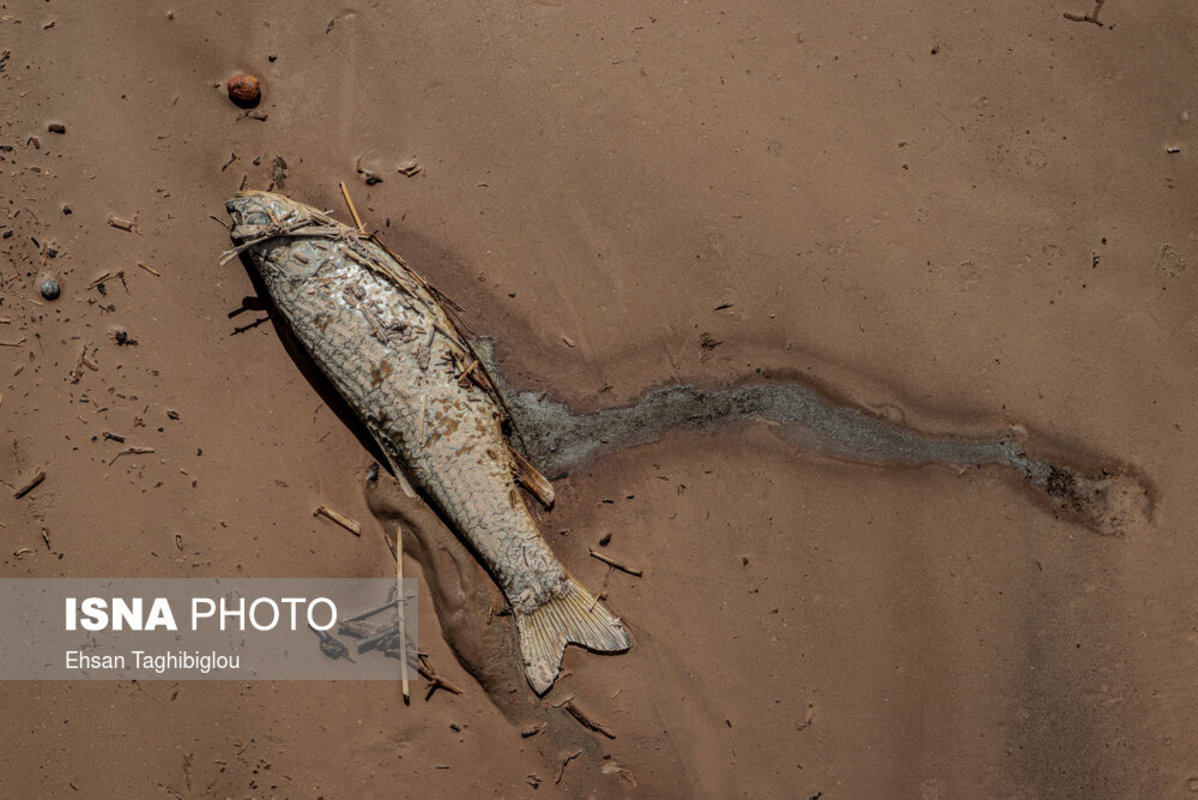 مرگ ماهی‌ها در رودخانه قزل اوزن