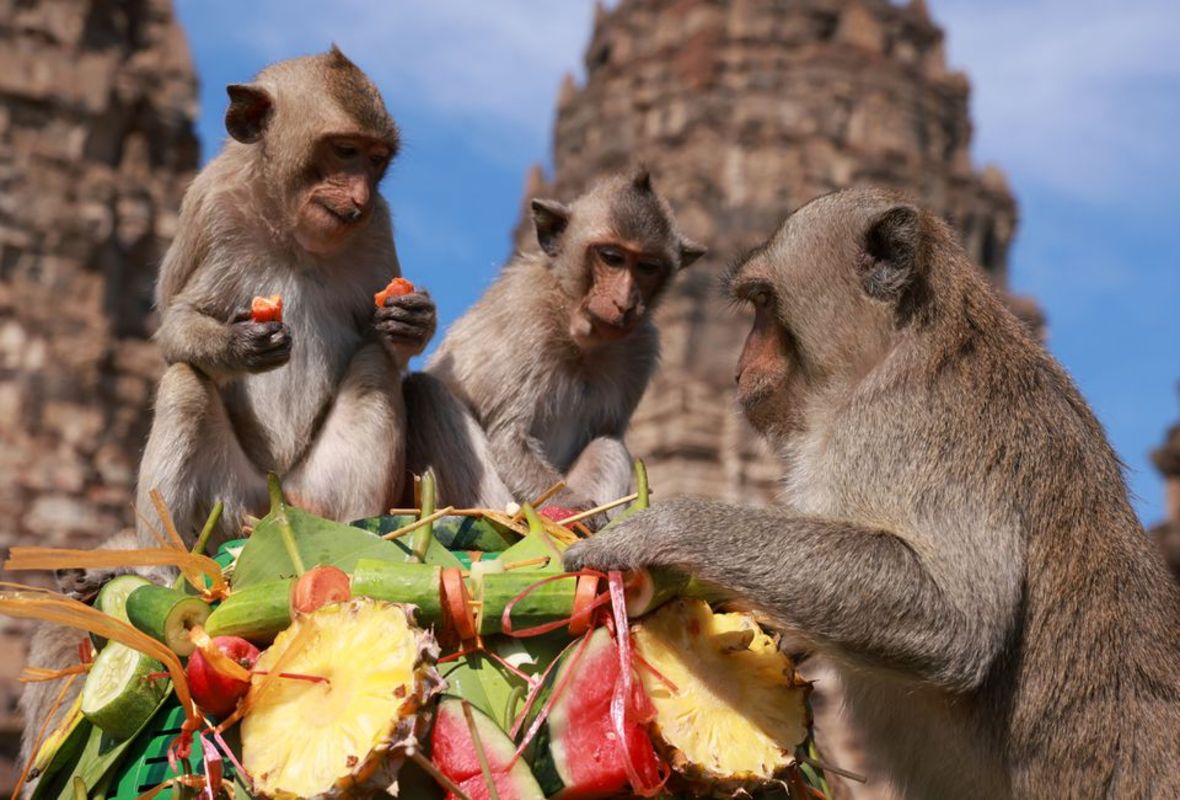 میمون‌های تایلند