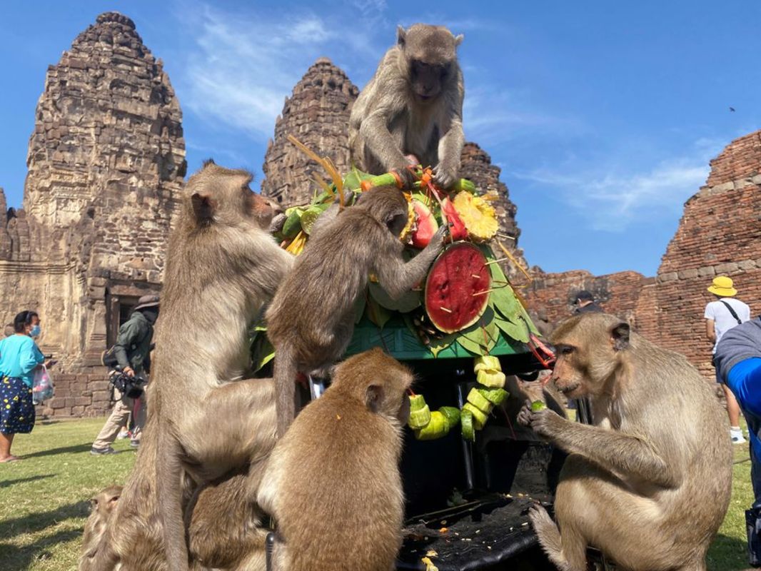 میمون‌های تایلند