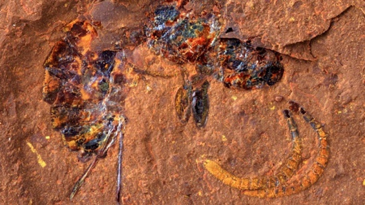 کشف فسیل‌های شگفت‌انگیز از «قلب مرده» استرالیا