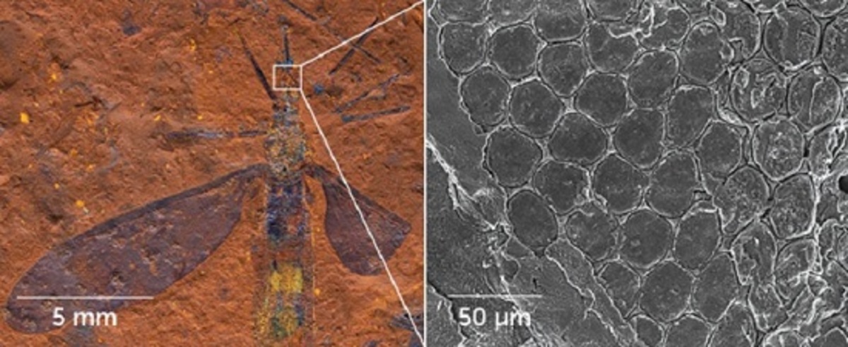 کشف فسیل‌های شگفت‌انگیز از «قلب مرده» استرالیا
