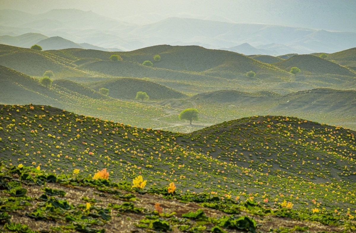 تصاویر خبری