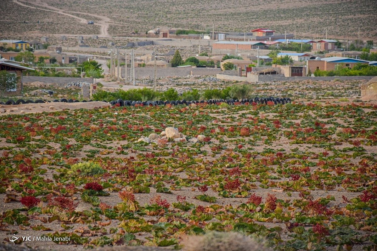 تصاویر خبری