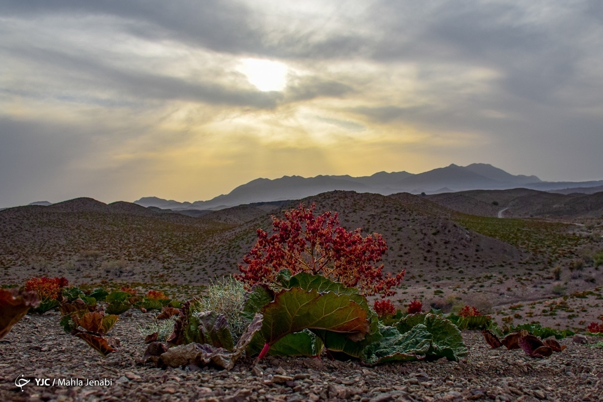 تصاویر خبری