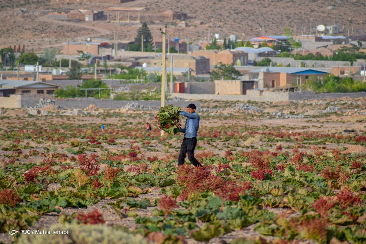 تصاویر خبری