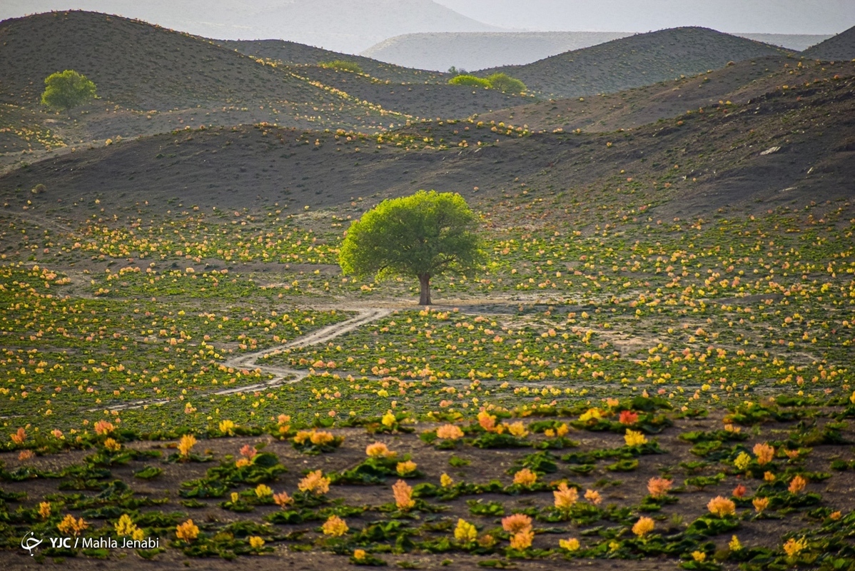 تصاویر خبری