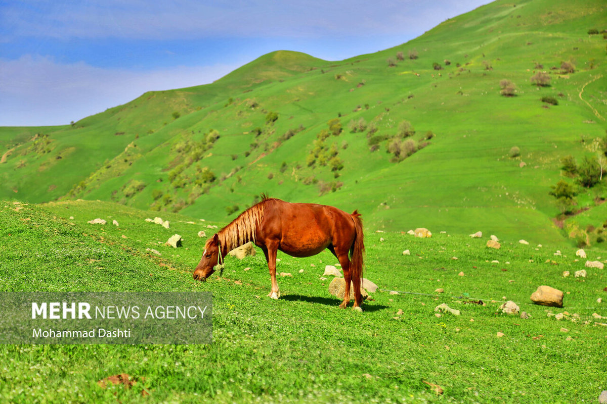  بهار برفی کوهستان چالوس