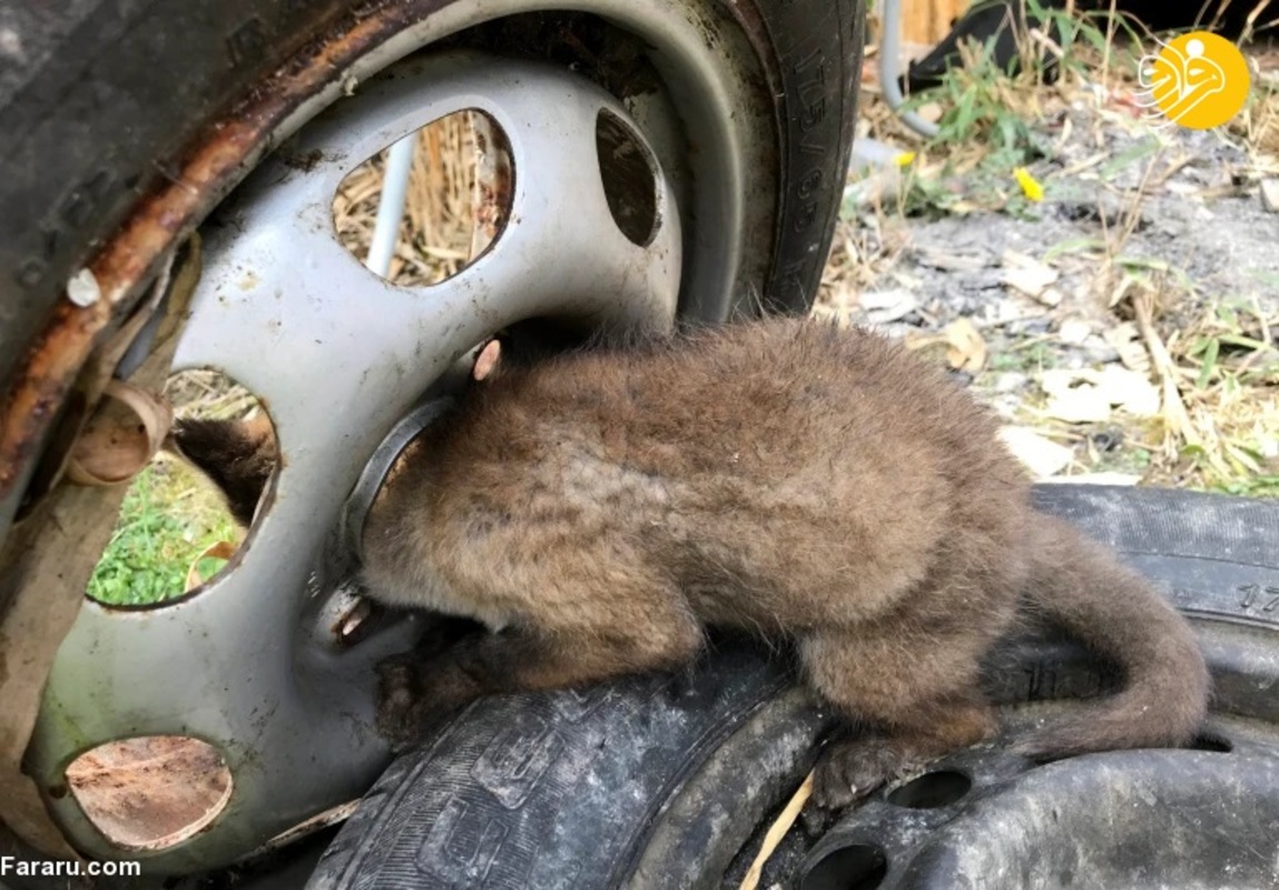 گیر کردن سر روباه‌ها در چرخ خودرو‌های قدیمی