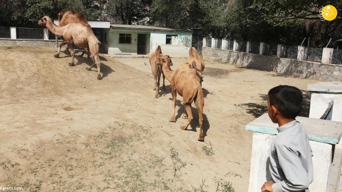 طالبان تنها باغ وحش افغانستان را از رونق انداخت