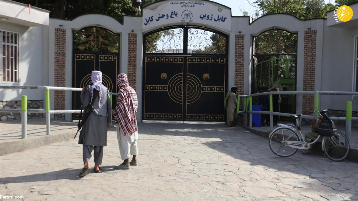 طالبان تنها باغ وحش افغانستان را از رونق انداخت