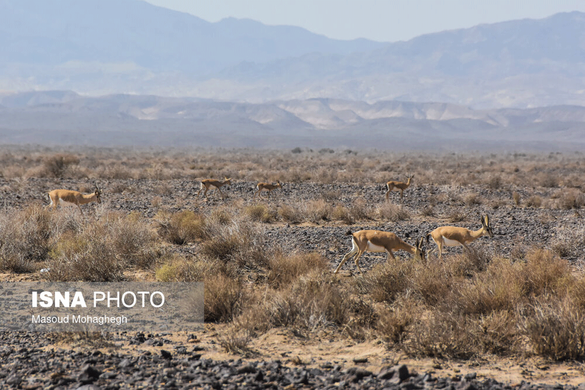 پارک ملی کویر