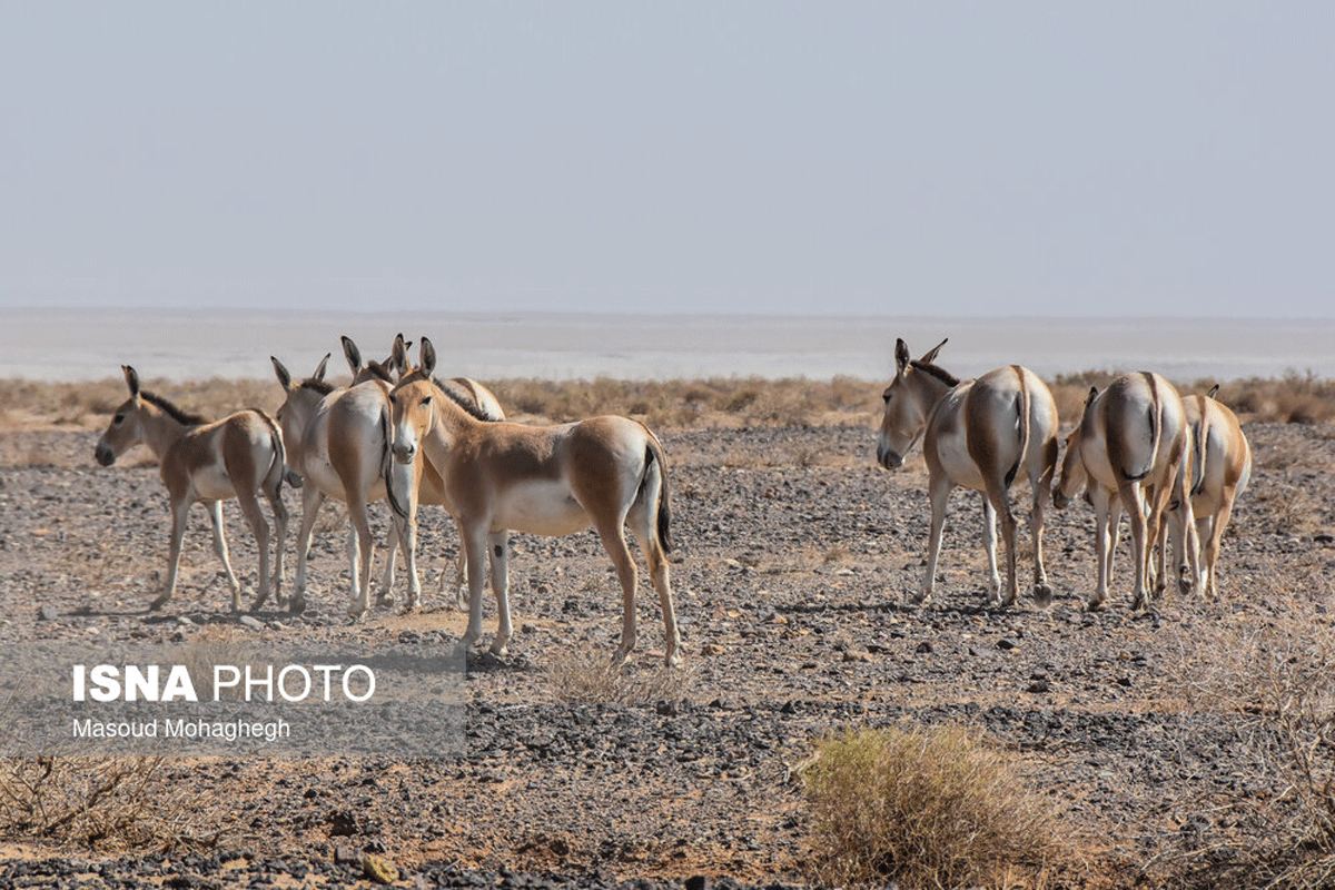 پارک ملی کویر
