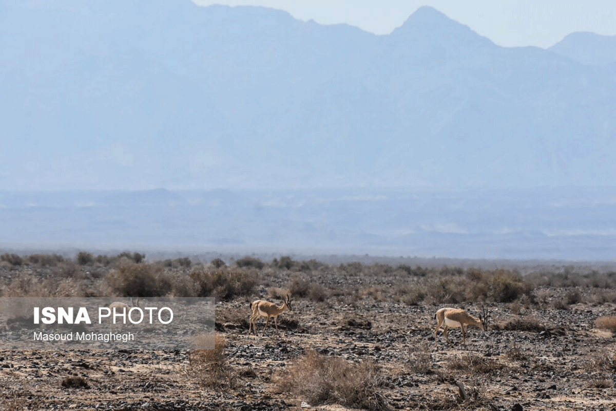 پارک ملی کویر