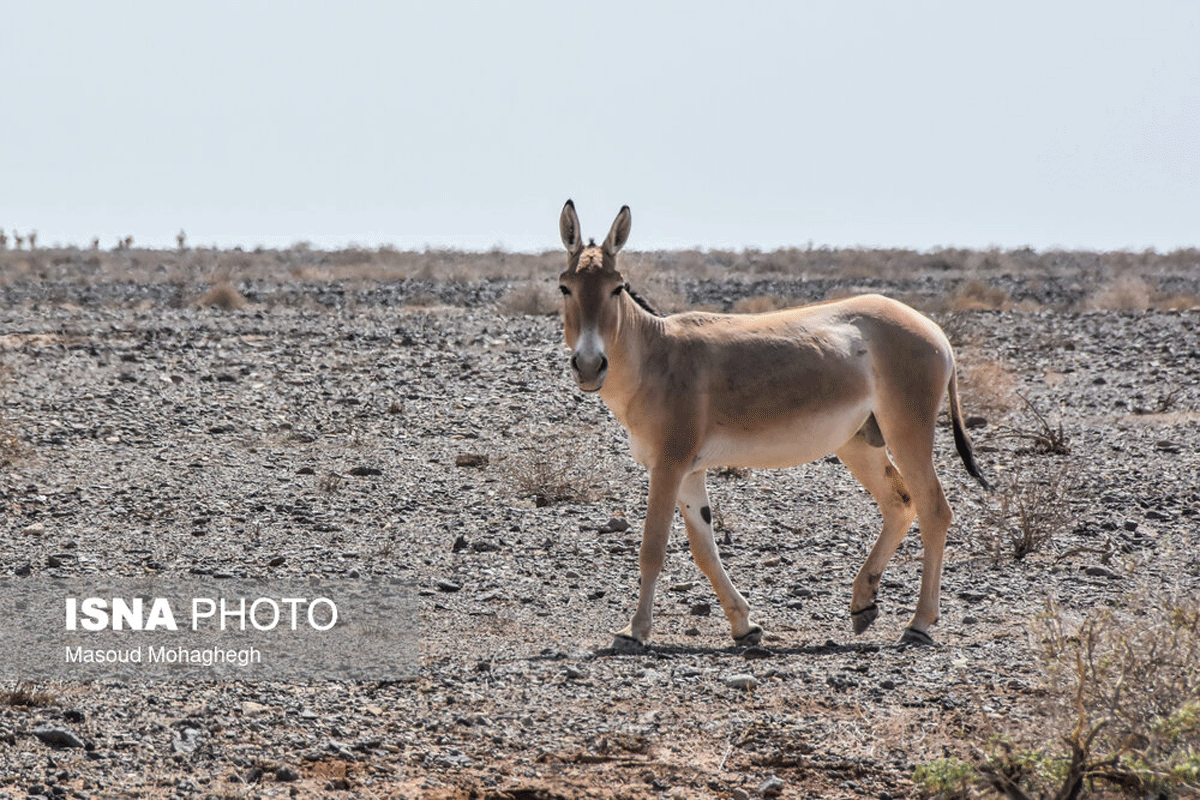 پارک ملی کویر