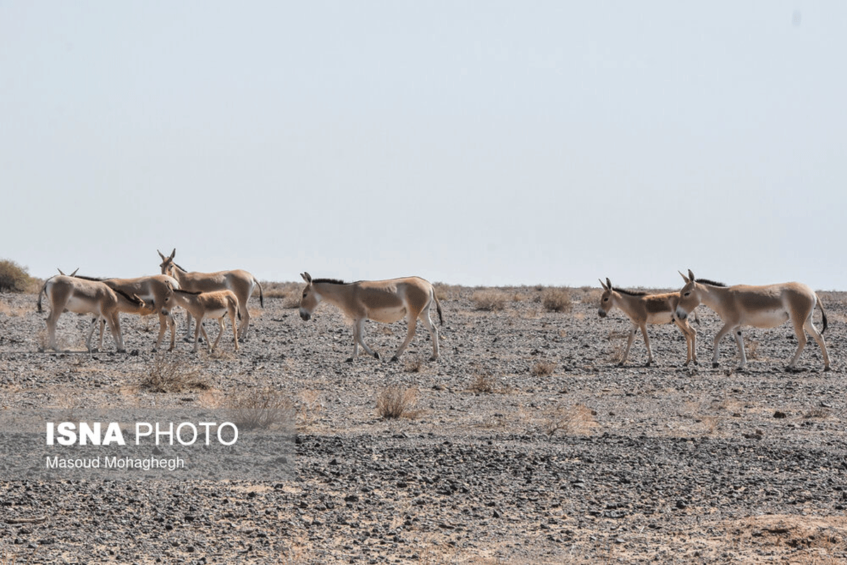 پارک ملی کویر