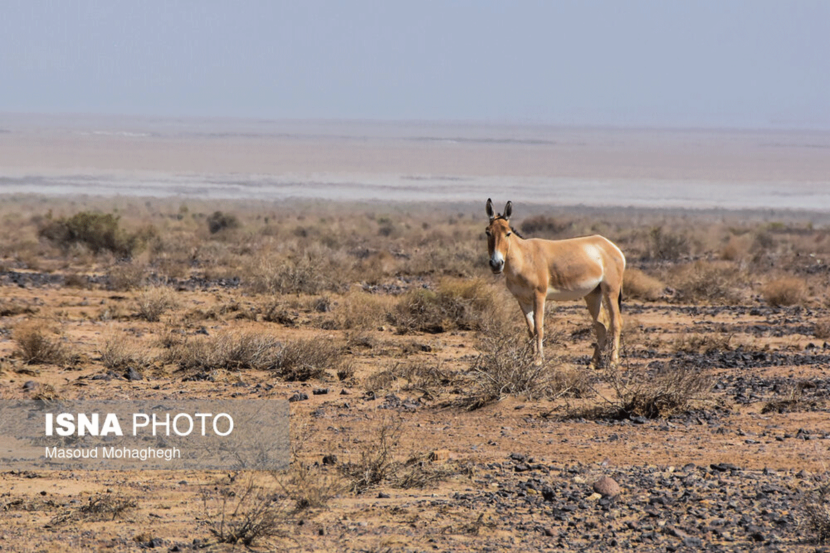 پارک ملی کویر