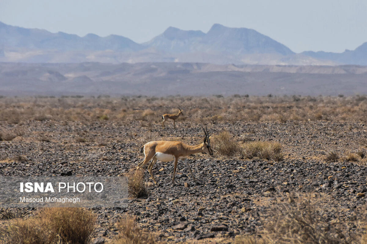 پارک ملی کویر