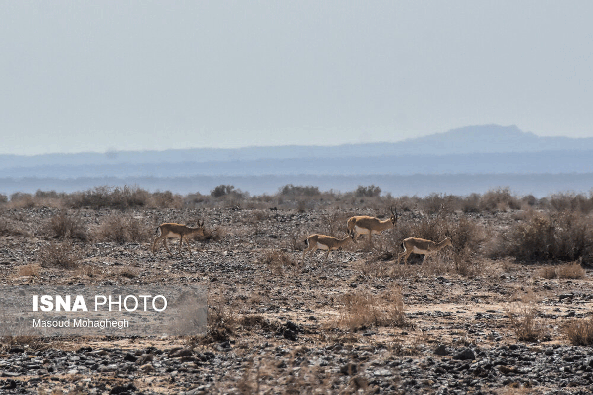 پارک ملی کویر