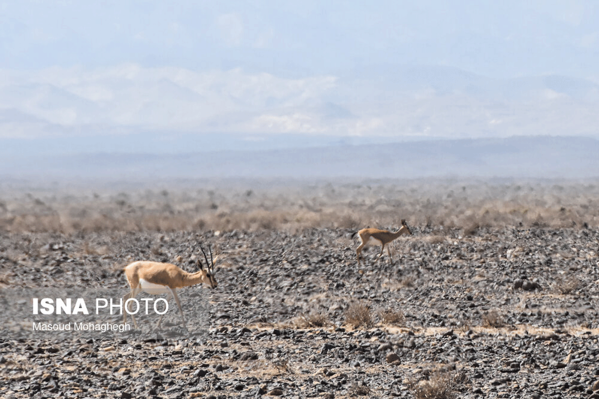 پارک ملی کویر